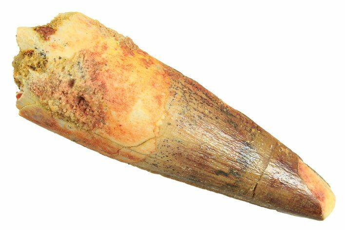 Fossil Spinosaurus Tooth - Real Dinosaur Tooth #297349